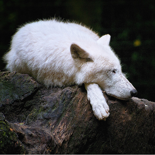 wolfsheart-blog:White Wolf by Ulrich Kersting