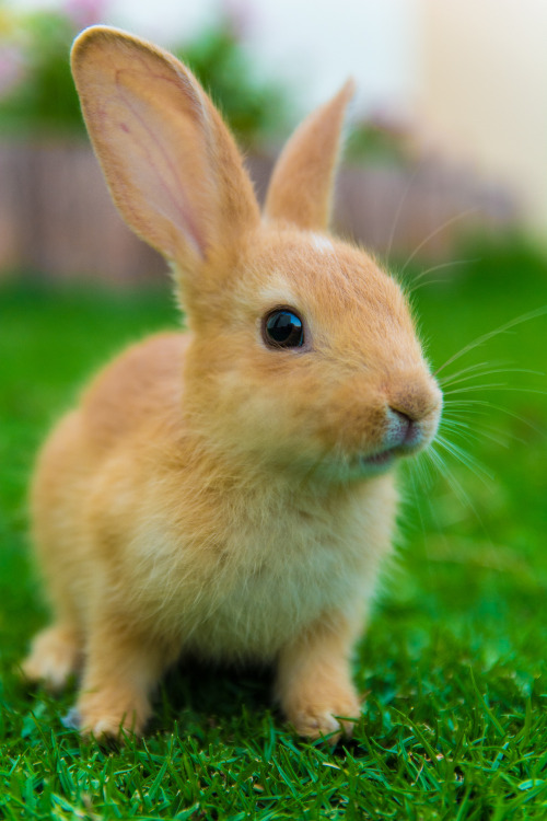 Jubail's Bunnies - أرانب الجبيل