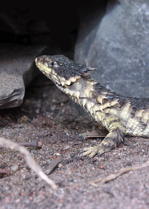 Reptile Facts - This is a gorgeous Giant Girdled Lizard (Cordylus...