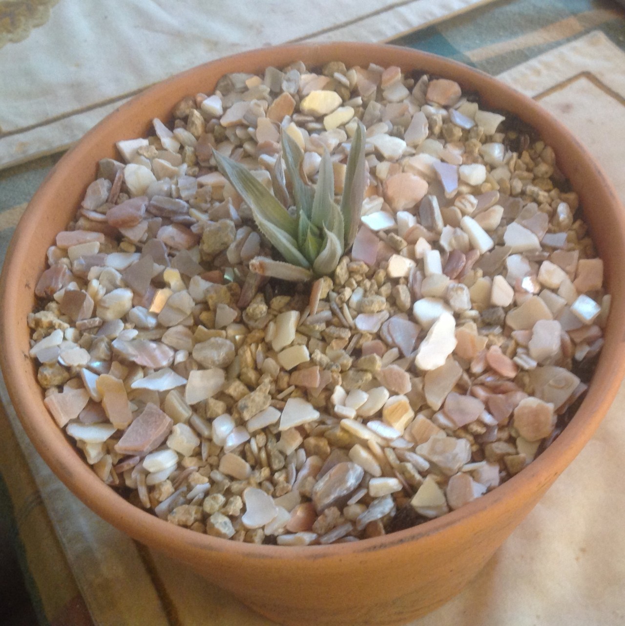 Overhead view of a small succulent surrounded by pebbles and seashell chips in pale gold tones