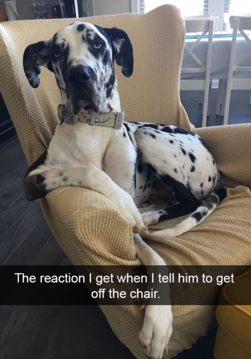 europeanblogger:onyourleftbooob:dogs and snapchat I fucking love dogs holy shit!!