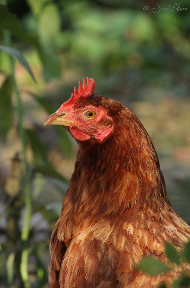 Country Whisper — birdsonly: Chicken ~ Haushuhn ~ Gallus gallus...