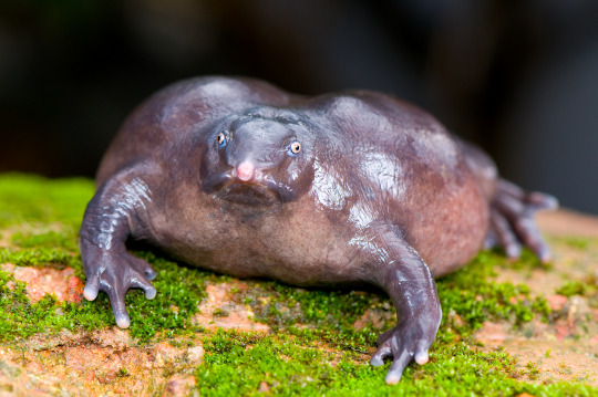 Sticky Frogs Ranking Of Roundest Frogs