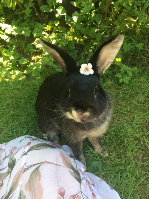 fairywingstea:enjoying this rare english sunshine with bonnie...