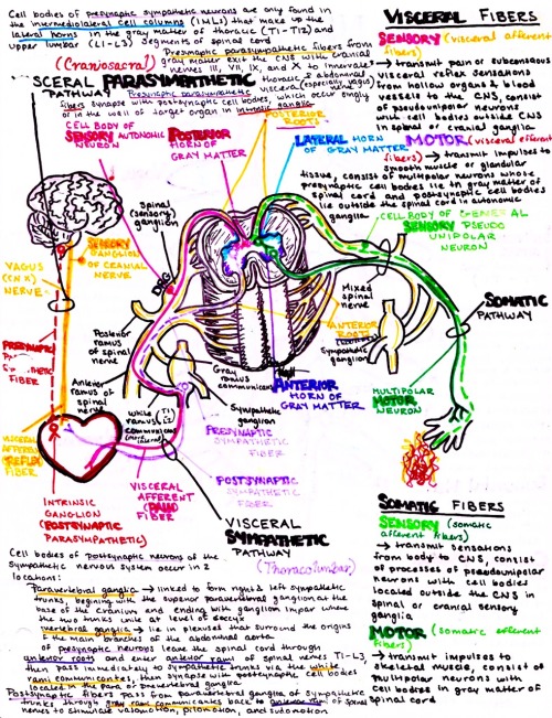 Autonomics and their trajectory in the spinal cord