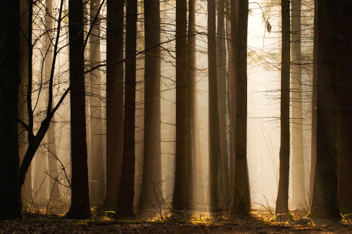 lamus-dworski:Białowieża Forest - the ancient European forest,...