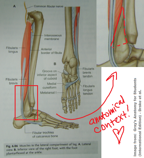 How to side the fibula using just the shaft