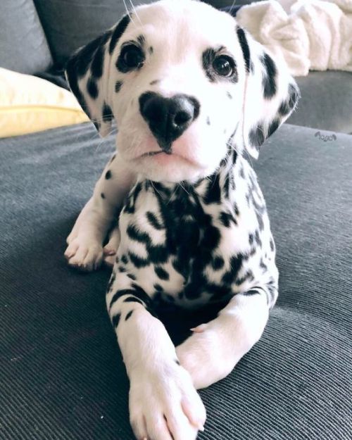 aww-so-pretty:I love the DalmatiansI want 10