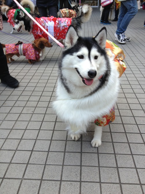 manafromheaven:candidcantrix:So, I was out in Odaiba with my...