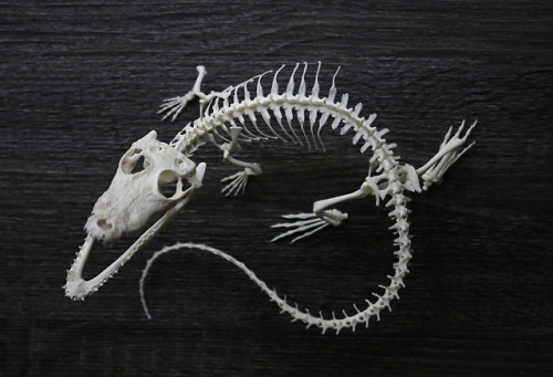 snakeybones:Latest articulation! A young mor.elets crocod.ile