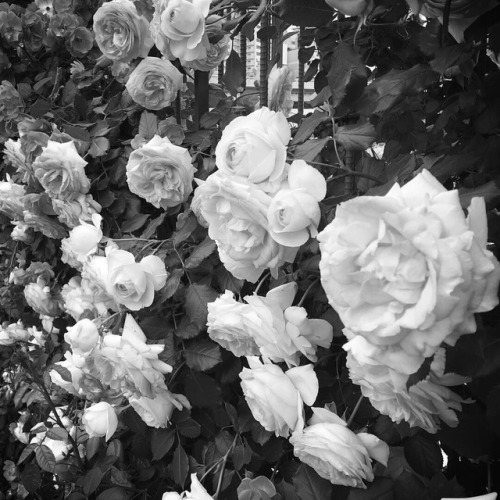 black and white flower on Tumblr