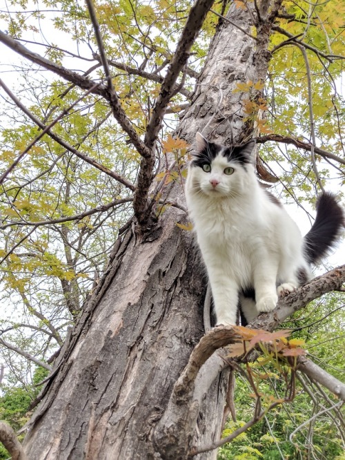 i-justreally-like-cats-okay