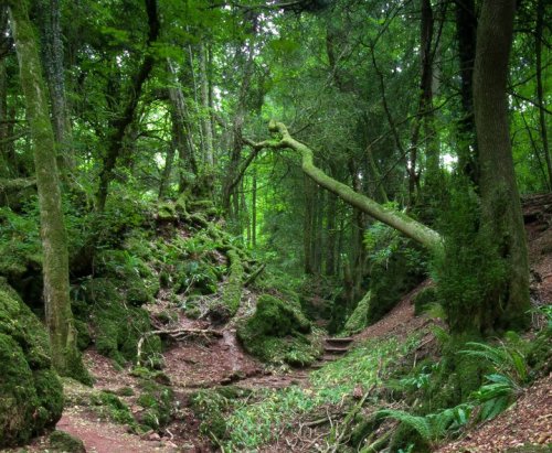 Puzzlewood Magical Forest — The Real Middle Earth ... - gdfalksen.com