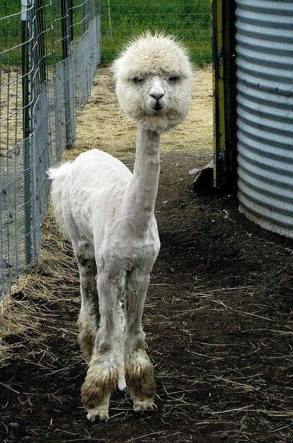  baby  llama  on Tumblr