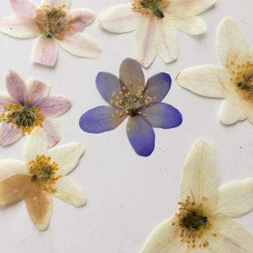 blossomalida:Newly pressed flowers