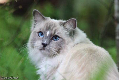 jossisgod:booksandcatslover:isriana:More pics of my ragdoll...