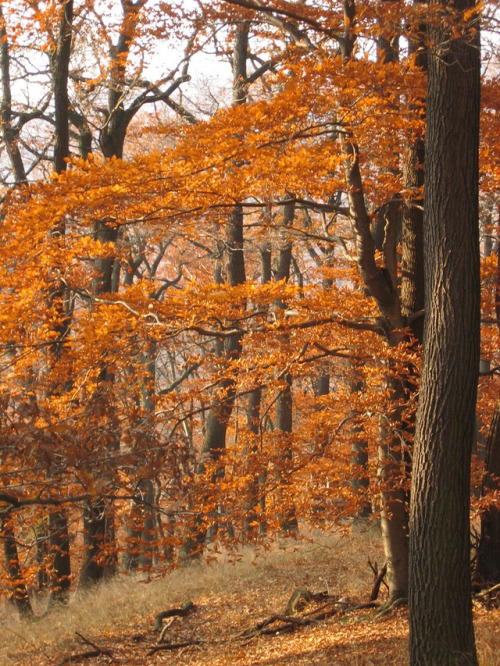 forestmood:Herbstwald by cb-at