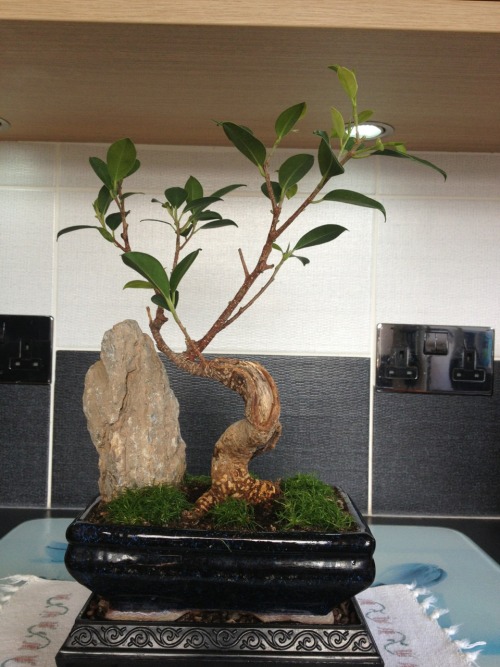 The fig bonsai after its first pruning & the Jin & shari...