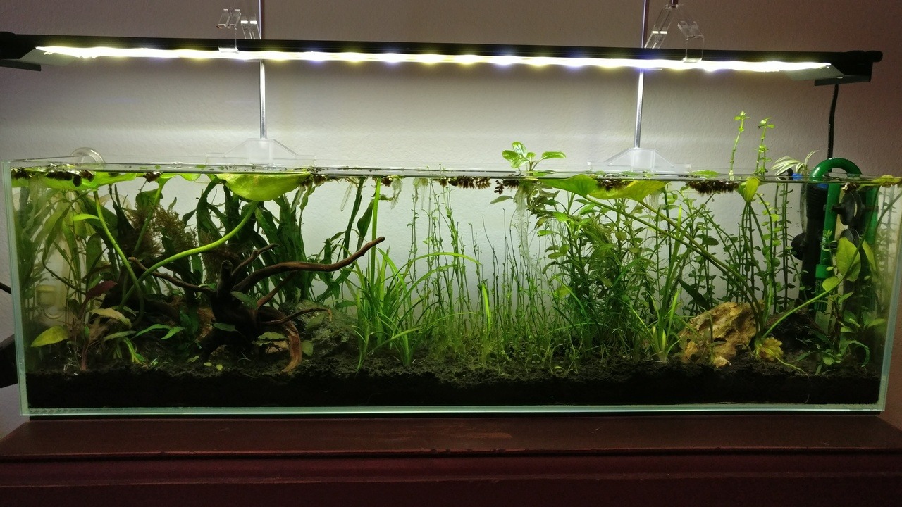 How full is your love tank? — 12 gallon long fish tank