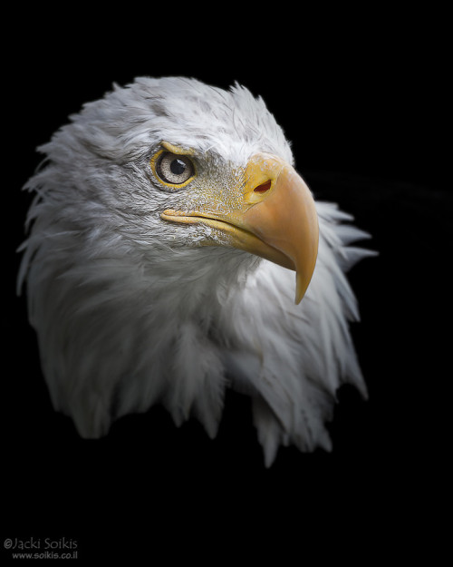 thebestinphotography:Eagle