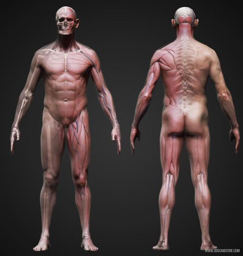 anatomy360:Male and Female Ecorche Models