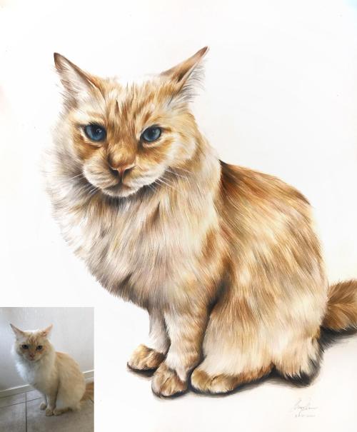 bringmecatsposts