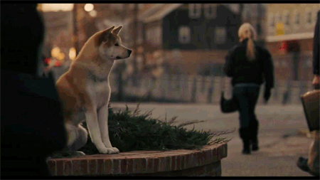 Resultado de imagen para hachiko gifs