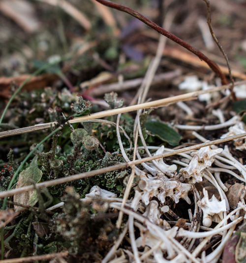 microcosmicobservations:Lichen and bones12/15 at Mirror Lake...