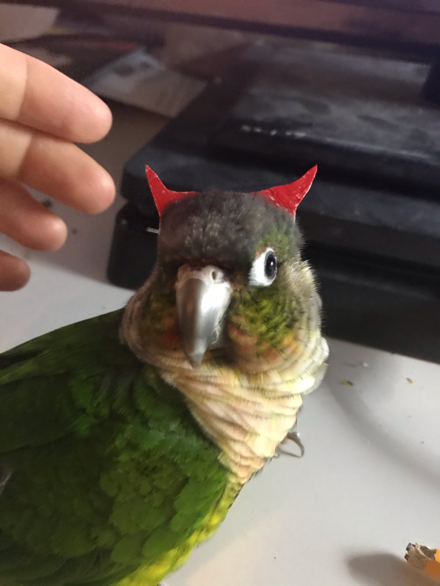 green cheek conure on Tumblr