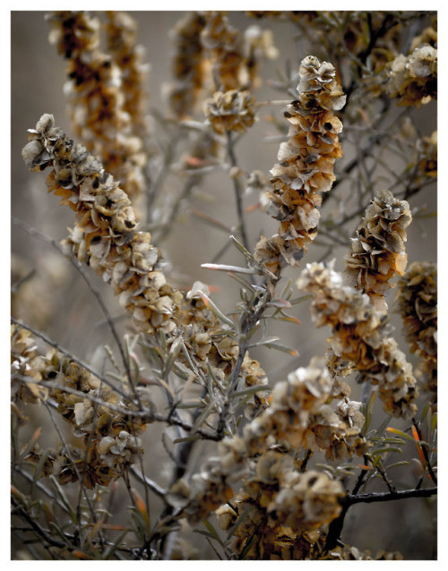 Four wing saltbush (Atriplex canescens) at the San... - Fat Chance