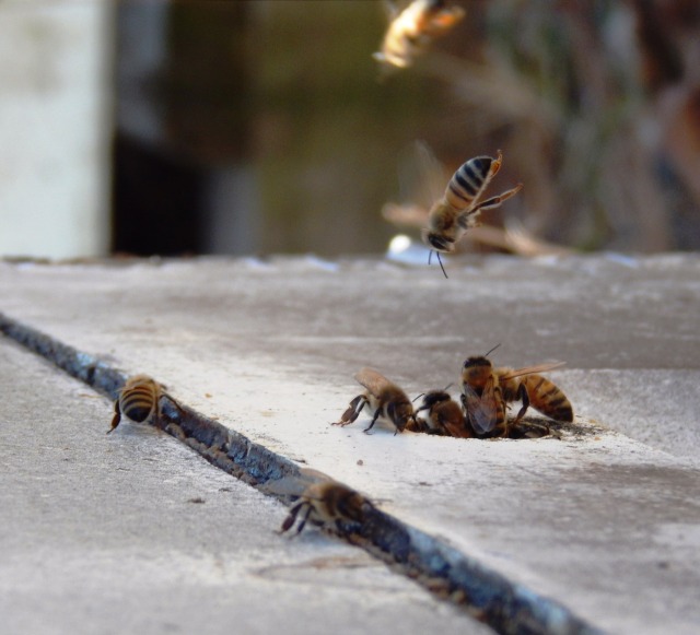 Panta Rhei — Usda-nrcs: Pollinators Are A Vital Part Of Our...