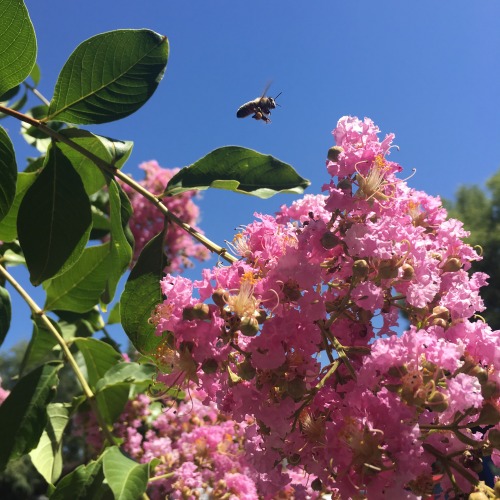 ichigo-flower:look at this happy bee!