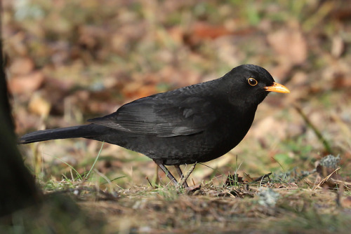 michaelnordeman:Blackbird/koltrast.