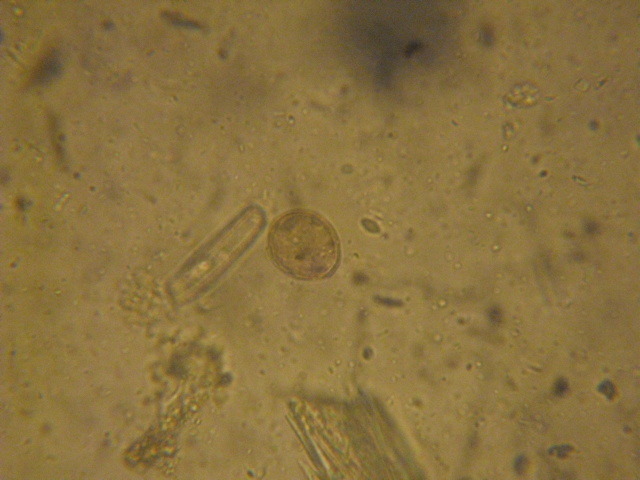 Panda Worms Panda Worms