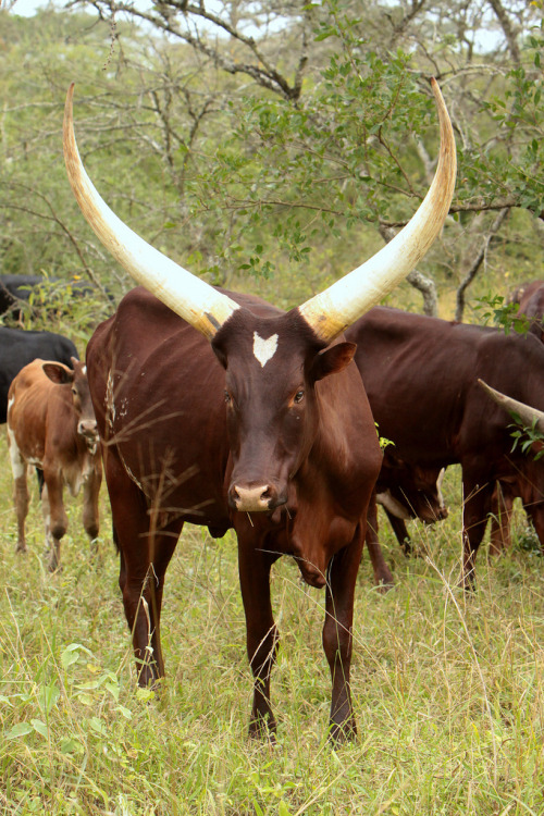 ankole cattle | Tumblr