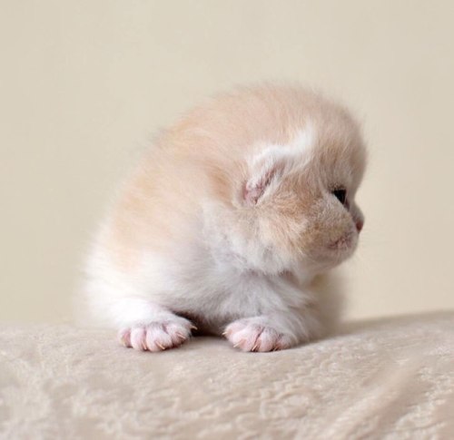 scottishstraight:Marshmallow!© “Infinity Jewel” cattery