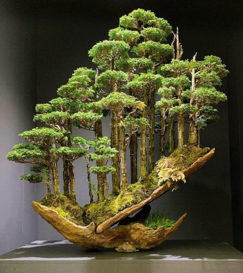 Bonsai Tree Sold for $16,000 in Japan