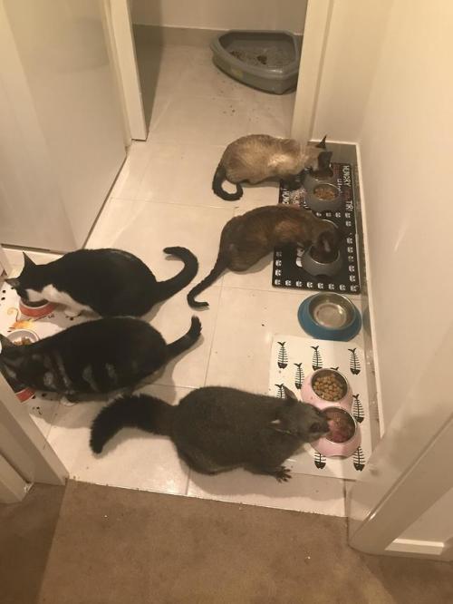 catsbeaversandducks