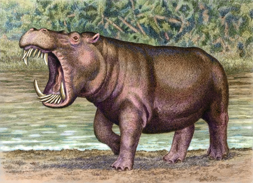Hexaprotodon, a Miocene era hippo with six incisors, living in India until  the Pleistocene : r/Naturewasmetal