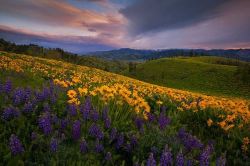 floralls:by Trevor Anderson