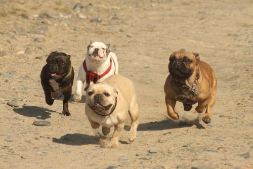 frenchbulldoge:Frenchie race!!!