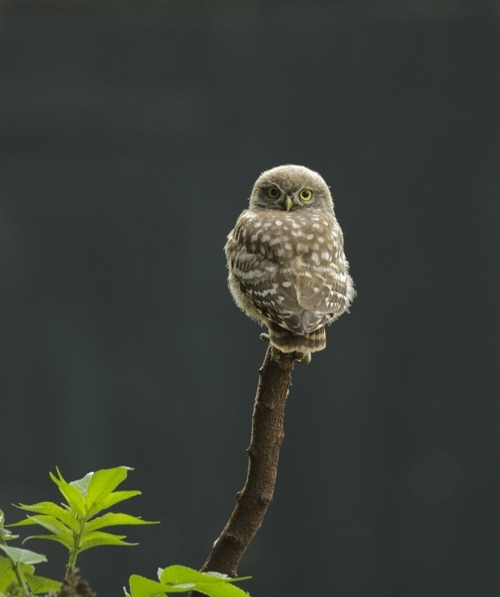 beautiful-wildlife:Cute by Marco RollemanLittle Owl on the...