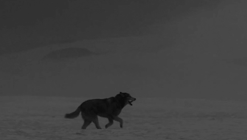 Resultado de imagen para lobos en gifs
