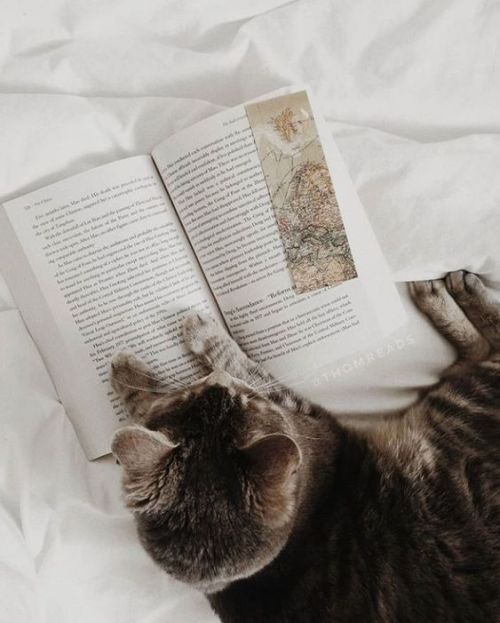 brookbooh:My favorite things in lifeCatsBooksCoffee