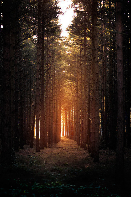dark travel beauttiful forest trees sunset winter