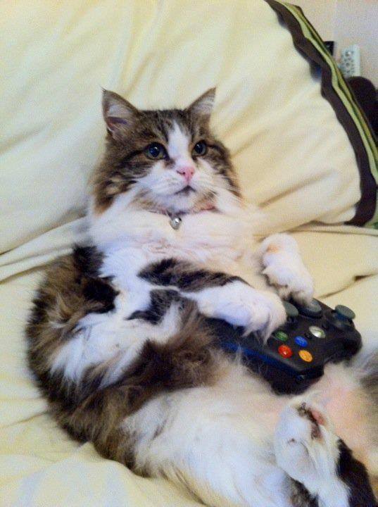 caterville — Gamer Cats: XBox 360