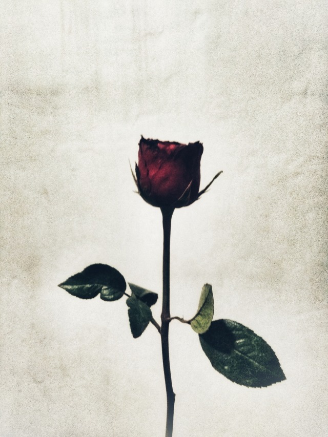 Mawar Tumblr