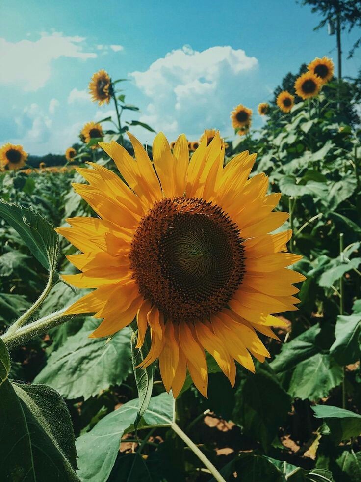 Girasol Tumblr