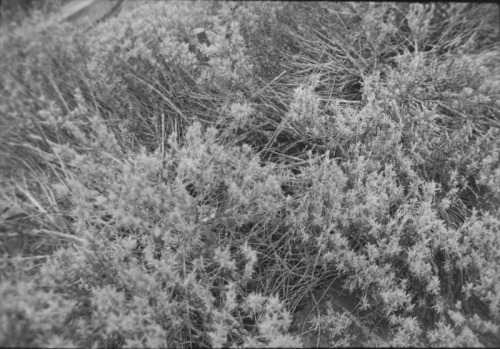 photographers on tumblr 35mm analogue photography fujifilm black and white photography