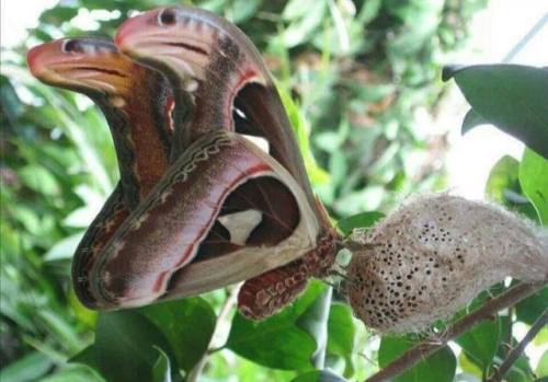 sixpenceee:
“The tip of the Atlas moth’s wing is camouflaged to resemble the head of the distinctive cobra snake. When disturbed, the Atlas moth falls to the ground and writhes about to complete the illusion. (Source)
”